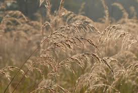 Image result for Sorghastrum