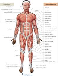 This is a list of muscles tested on in the muscular system portion of anatomy and physiology. 11 4 Descriptive Terms Are Used To Name Skeletal Muscles Skeletal Muscle Anatomy And Physiology Medical