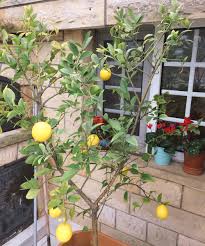 Bitki nasıl ve ne zaman budamak. Basak Auf Twitter Balkondaki Kucucuk Limon Agaci Buyuk Mutluluklara Vesile Oluyor Boyundan Ve Insanin Umdugundan Buyuk Mutluluklara Artik Resim Gibi Limon Izlerim Bir Zaman Https T Co Leopkrurzm