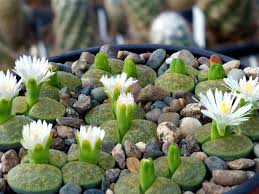Image result for Lithops lesliei