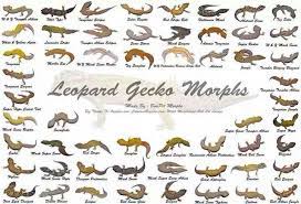 Maybe you would like to learn more about one of these? Leopard Gecko Leopard Gecko Morphs Crested Gecko Morphs