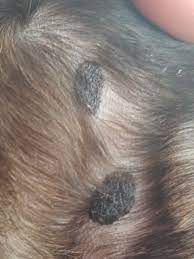 In the united states, it's estimated that doctors diagnose over 100,000 new skin cancer cases each year. Oncology And Dermatology Services Find Simple Solution For Bulldog Cornell University College Of Veterinary Medicine