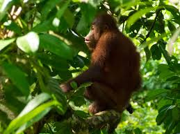 We take pride in our ability, experience and technology that we can confidently guarantee you that you will not find another place here in malaysia that can make you recover. Solo Orangutan At Sepilok Orangutan Rehabilitation Centre In Borneo
