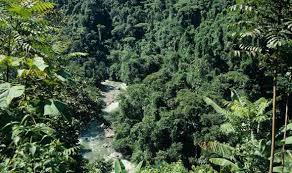Tropical Rainforests Will Survive Global Warming Express Co Uk