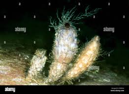 Image result for Styppeiochloa