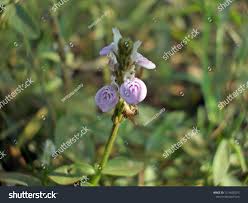 Image result for Rungia