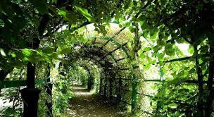 Vorrei installare una pergola di circa 4x4 su una facciata rivolta a est. Pergole E Pergolati Come Ottenere Ombra Senza Un Tetto
