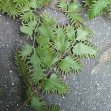 Image result for Lygodium microphyllum