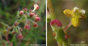 Image result for Tetragonia spicata