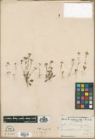 Image result for Manulea conferta