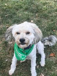 Free poodle mix in Topeka, friendly with other dogs