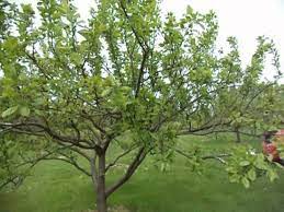 Fruit trees need pruning for two primary purposes: Pruning Plum Trees Youtube