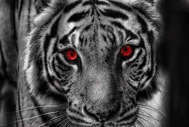Red Eyes Tiger Pictures Cute Animals Cat Family