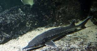 De asemenea, peste 30 sunt pesti de apa dulce. Doar Cinci Specii De Sturioni Mai ExistÄ In DunÄre Èi Marea NeagrÄ Cuget Liber