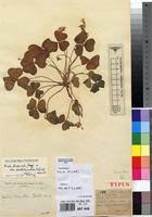 Image result for Oxalis anthelmintica