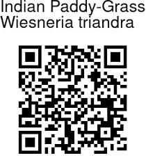 Image result for Wiesneria