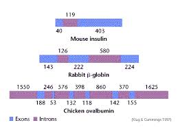 Exon / Intron Structure
