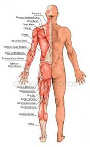 Anatomische Vorstand Mannlichen Anatomie Anatomische Korper Des Mannes Menschliche Muskulatur Ob Human Muscular System Human Muscle Anatomy Muscular System