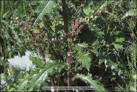 Image result for Sonchus schweinfurthii