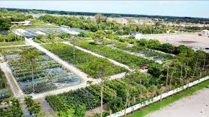 Explore all of our plant nursery locations! Mango Megastore Largest Tropical Fruit Nursery In The Country Youtube