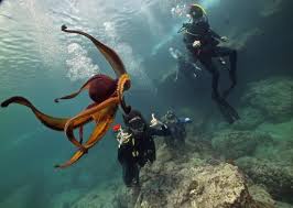 Hawaiian Style Diving Picture Of Banzai Divers Hawaii Oahu Tripadvisor