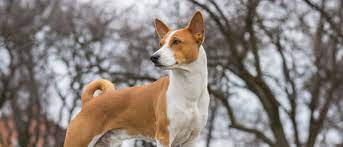 Free download hd or 4k use all videos for free for your projects. Basenji All About Dogs Orvis