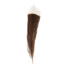 Nzherald.Co.Nz - Huia Tail Feather Becomes The World'S Most Valuable Feather.  | Facebook