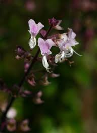 Image result for Plectranthus chimanimanensis