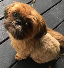 Shih Tzu Puppies For Sale Craigslist Pa Shih Tzu Puppies For Sale For Cheap Shih Tzu Puppy Puppies Shih Tzu