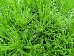Image result for Senecio letouzeyanus