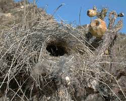 They will construct this nest out of grasses and other annual plants, but can also include scraps of cloth and other woven fibers that they find. Desert Duets Cactus Wren Babies Page