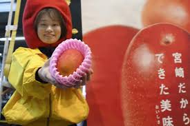 The miyazaki mangoes are dubbed as one of the most costly fruits in the world and are found in just while the mango has a flaming red colour, its unusual appearance like an egg gives it the name of. Mangos In Japan Sell For 4 488 And Now U Know