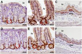 We did not find results for: Cell Division Rates Decrease With Age Providing A Potential Explanation For The Age Dependent Deceleration In Cancer Incidence Pnas