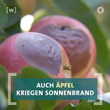 Ard Buffet Auch Apfel Bekommen Sonnenbrand Facebook