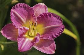 We did not find results for: How To Plant Daylilies Daylily Care And Facts