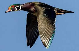 Die stockente kommt für die haltung im garten ebenfalls in frage. Tierwissen Fur Kids Enten Verband Deutscher Tierheilpraktiker E V