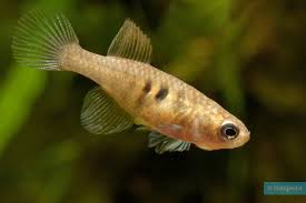 Image result for Hylebates cordatus