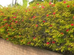 Image result for Calliandra tweedii