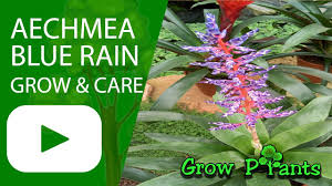 Aechmea 'blue tango' is a cultivar of the genus aechmea. Aechmea Blue Rain Grow Care Blue Rain Plant Youtube