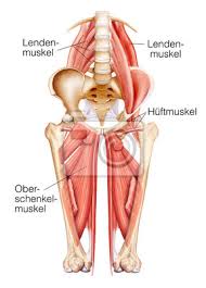 Huftmuskeln Lendenmuskeln Adduktoren Leinwandbilder Bilder Kreuzbein Entzundung Anatomie Myloview De