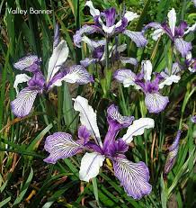 Canto Do Tui Tui Zero Zero Webhome Iris Garden Garden Visits Iris Flowers