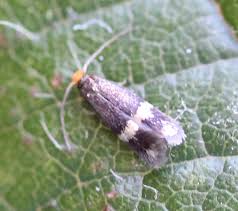 Image result for Stigmella ulmariae