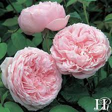 Spirit Of Freedom David Austin Roses Amazing Flowers Rose