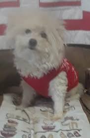 Maybe you would like to learn more about one of these? Seresto Flea And Tick Prevention Collar For Small Dogs 8 Month Flea And Tick Prevention Walmart Com Walmart Com