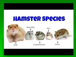 Healthy hairless and hairy syrian hamsters, males and females of different colors. Hamsters Mrs Salvati Ppt Download