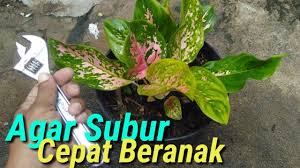 Merawat Aglounema Tumbuh Subur Dan Cepat Beranak Youtube