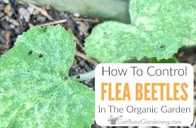 Usually diseases are more of a problem than insects. How To Control Flea Beetles In The Organic Garden Get Busy Gardening