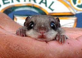 Surprise Flying Squirrel Baby Flying Squirrel Cute Baby Animals