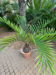 Image result for Erythrococca zambesiaca