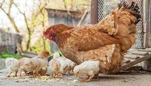 We did not find results for: Salmonella Outbreaks Linked To Backyard Poultry Cdc
